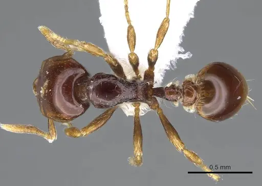 Strumigenys raptans - CASENT0914615