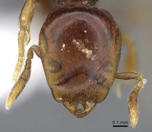 Strumigenys raptans - CASENT0914615