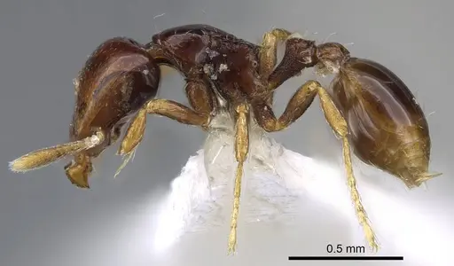 Strumigenys raptans - CASENT0914615