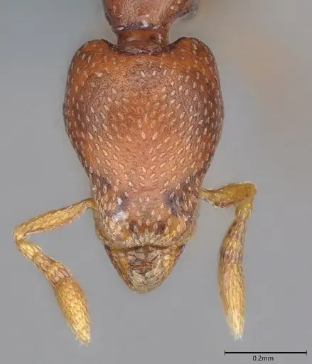 Strumigenys ravidura specimen