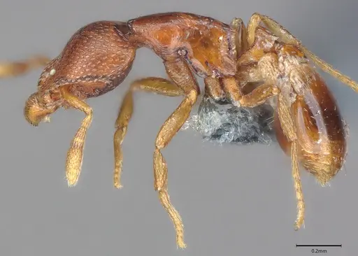 Strumigenys ravidura specimen