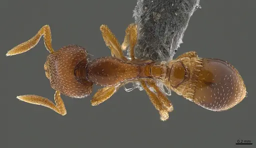 Strumigenys ravidura - CASENT0355677