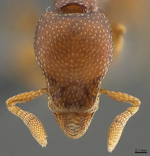 Strumigenys ravidura - CASENT0355677