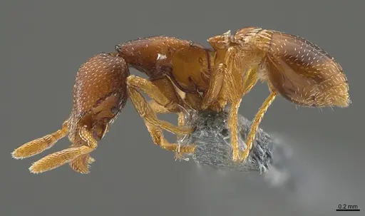 Strumigenys ravidura - CASENT0355677