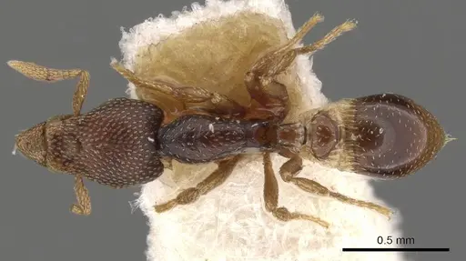 Strumigenys ravidura - CASENT0900054