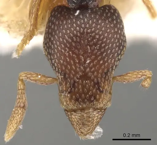 Strumigenys ravidura - CASENT0900054