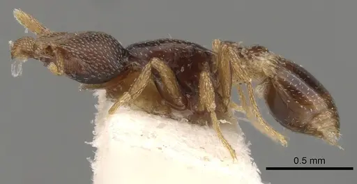 Strumigenys ravidura - CASENT0900054