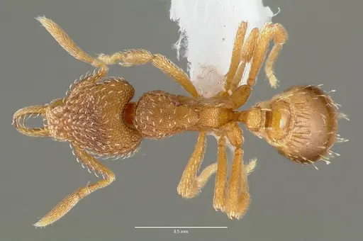 Strumigenys ravola specimen