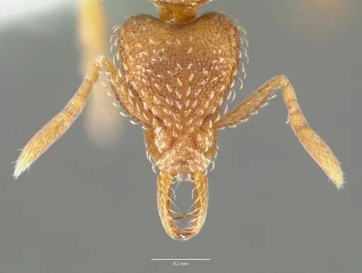 Strumigenys ravola specimen