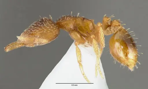 Strumigenys ravola specimen