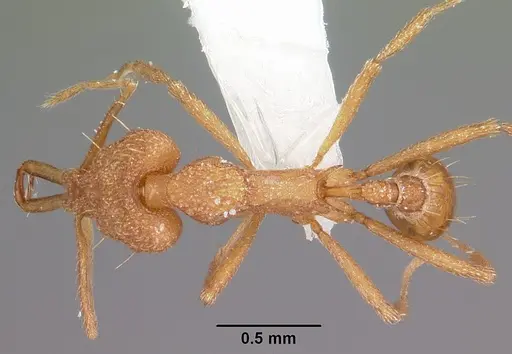 Strumigenys rayma specimen