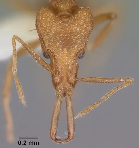 Strumigenys rayma specimen