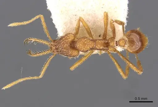 Strumigenys rehi specimen