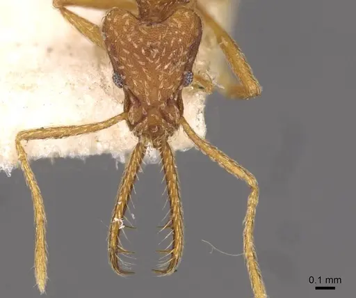 Strumigenys rehi specimen