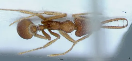 Strumigenys rehi - FOCOL0039