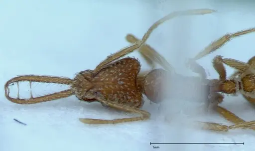 Strumigenys rehi - FOCOL0039