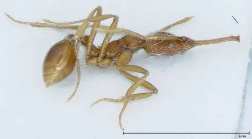 Strumigenys rehi - FOCOL0039