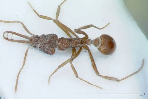 Strumigenys rehi - FOCOL0040