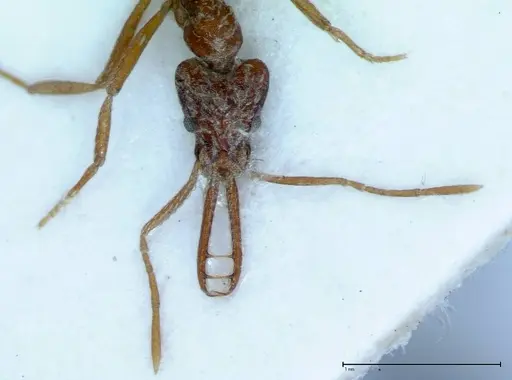 Strumigenys rehi - FOCOL0040