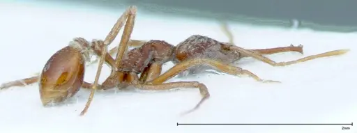 Strumigenys rehi - FOCOL0040