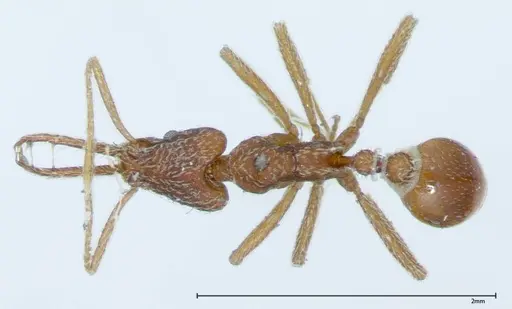 Strumigenys rehi - FOCOL0041