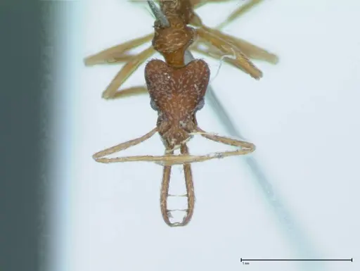 Strumigenys rehi - FOCOL0041