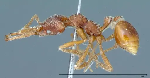 Strumigenys rehi - FOCOL0041