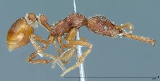 Strumigenys rehi - FOCOL0041