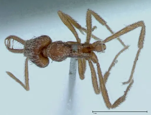 Strumigenys rehi - FOCOL0042