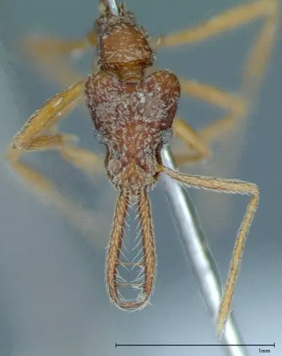 Strumigenys rehi - FOCOL0042