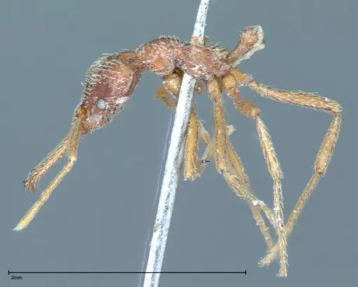 Strumigenys rehi - FOCOL0042