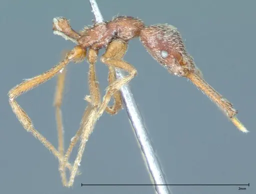 Strumigenys rehi - FOCOL0042