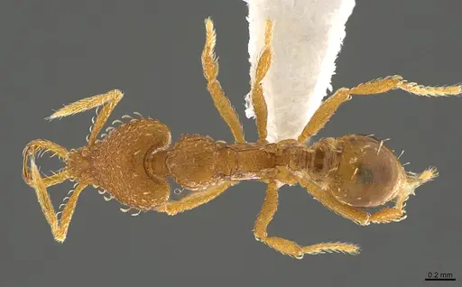 Strumigenys relahyla specimen