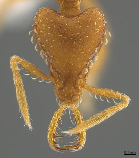 Strumigenys relahyla specimen