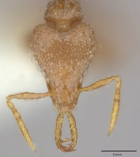 Strumigenys relahyla - CASENT0810387