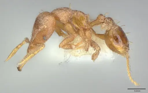 Strumigenys relahyla - CASENT0810387