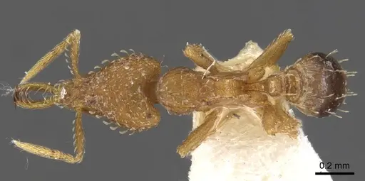 Strumigenys relahyla - CASENT0900604