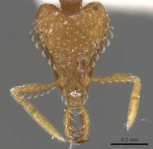 Strumigenys relahyla - CASENT0900604