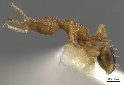 Strumigenys relahyla - CASENT0900604