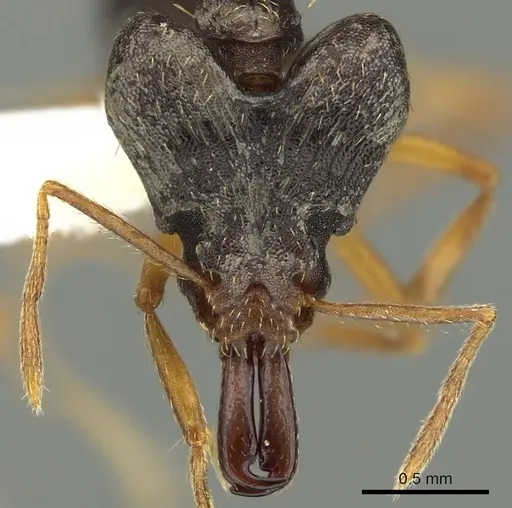 Strumigenys retothra specimen