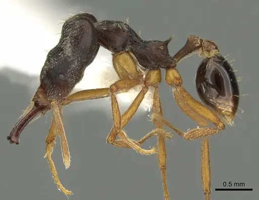 Strumigenys retothra specimen