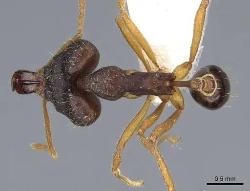 Strumigenys retothra - CASENT0914863