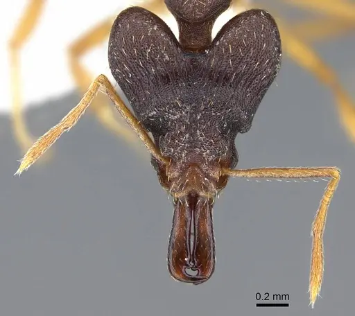 Strumigenys retothra - CASENT0914863