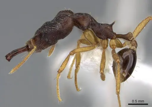 Strumigenys retothra - CASENT0914863