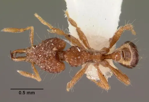 Strumigenys rhadina specimen