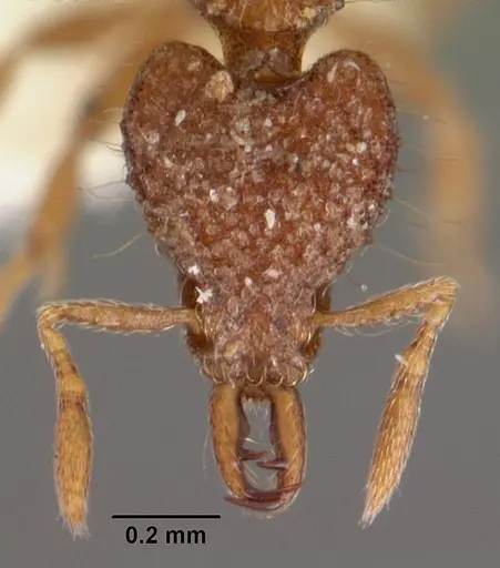 Strumigenys rhadina specimen