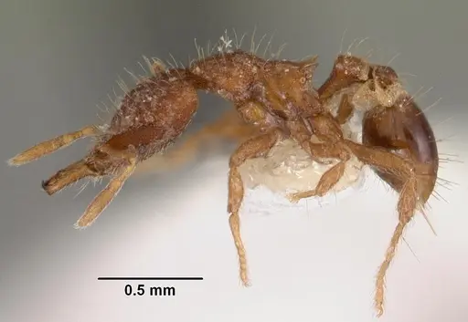 Strumigenys rhadina specimen