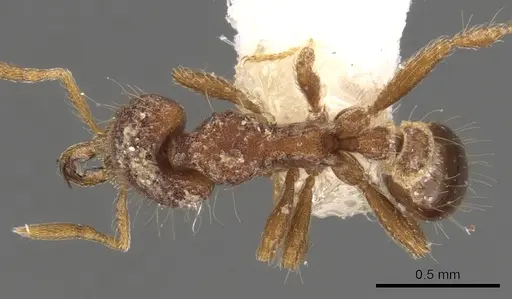 Strumigenys rhadina - CASENT0900788