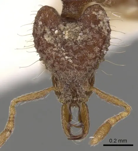 Strumigenys rhadina - CASENT0900788