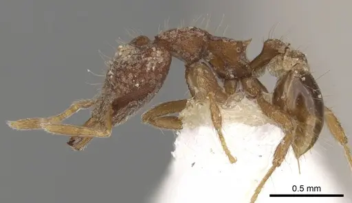 Strumigenys rhadina - CASENT0900788